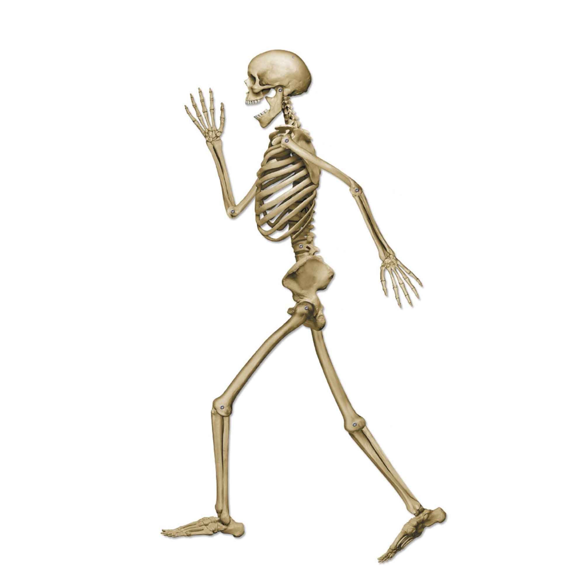 Beistle Profile Pete Jointed Skeleton